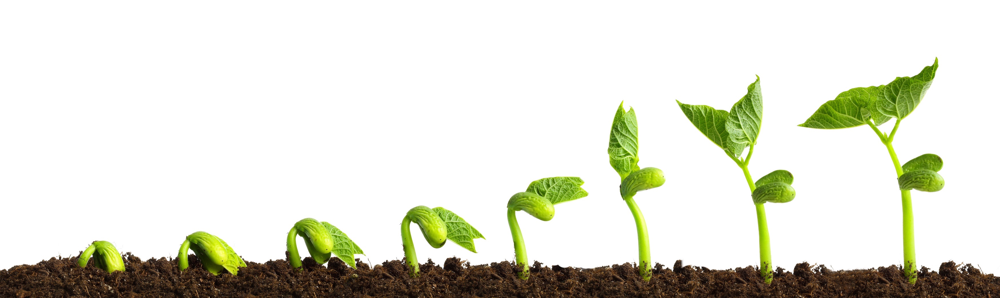 jho header white grow